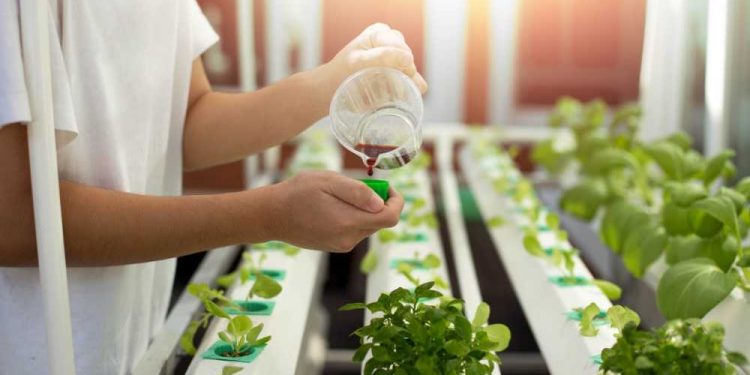 Hydroponic Fertilizer Solutions For Maximum Yields