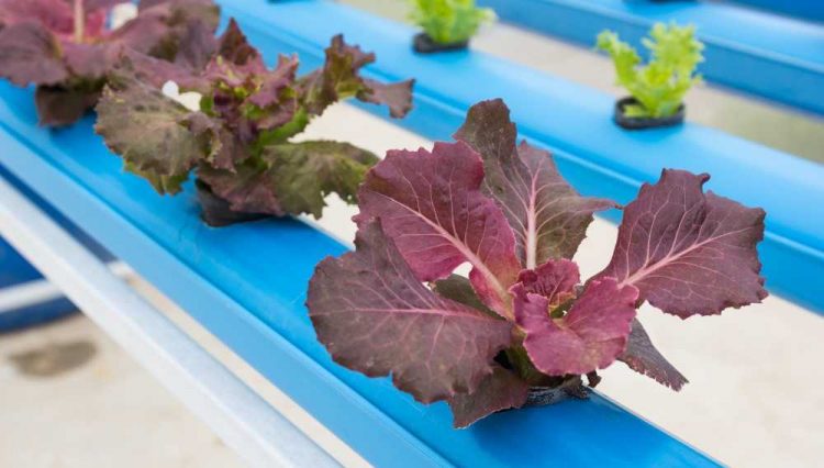 Hydroponic Setups with Inexpensive Materials