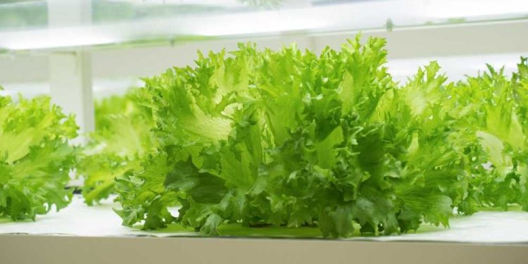 Hydroponics For Beginners