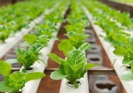 Top 6 Hydroponic Gardening Systems