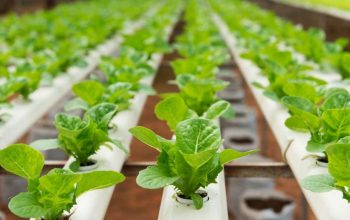 Top 6 Hydroponic Gardening Systems